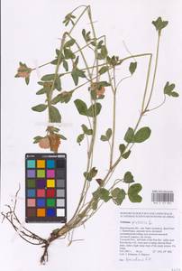 Trifolium pratense L., Eastern Europe, Central forest-and-steppe region (E6) (Russia)