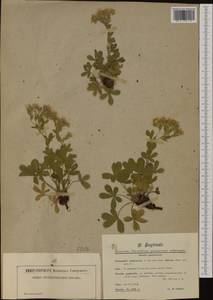 Potentilla caulescens L., Western Europe (EUR) (Italy)