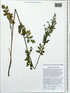 Thalictrum simplex subsp. boreale (F. Nyl.) Á. Löve & D. Löve, Eastern Europe, Northern region (E1) (Russia)