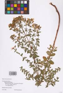 Hypericum perforatum L., Eastern Europe, Western region (E3) (Russia)