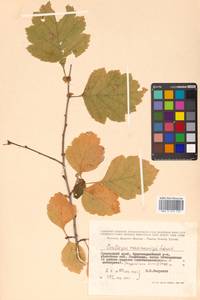 Crataegus maximowiczii C. K. Schneid., Siberia, Russian Far East (S6) (Russia)