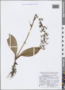 Platanthera chlorantha (Custer) Rchb., Caucasus, Black Sea Shore (from Novorossiysk to Adler) (K3) (Russia)