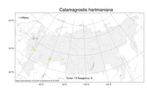 Calamagrostis hartmaniana Fr., Atlas of the Russian Flora (FLORUS) (Russia)