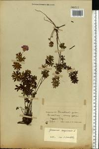 Geranium sanguineum L., Eastern Europe, Belarus (E3a) (Belarus)