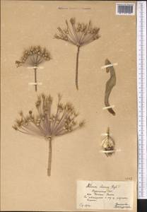 Allium iliense Regel, Middle Asia, Kopet Dag, Badkhyz, Small & Great Balkhan (M1) (Turkmenistan)