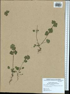 Lamium amplexicaule L., Eastern Europe, Central region (E4) (Russia)