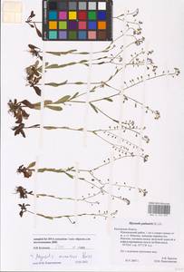 Myosotis nemorosa Besser, Eastern Europe, Central region (E4) (Russia)