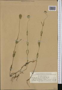 Lomelosia micrantha (Desf.) Greuter & Burdet, Western Europe (EUR) (Romania)