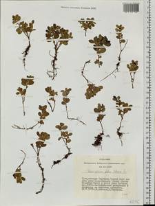Vaccinium vitis-idaea L., Siberia, Altai & Sayany Mountains (S2) (Russia)