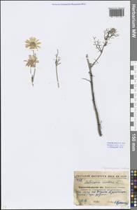 Tripleurospermum inodorum (L.) Sch.-Bip, Eastern Europe, North Ukrainian region (E11) (Ukraine)