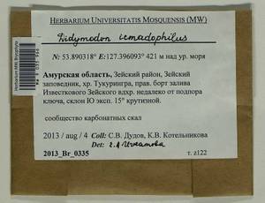 Didymodon icmadophilus (Schimp. ex Müll. Hal.) K. Saito, Bryophytes, Bryophytes - Russian Far East (excl. Chukotka & Kamchatka) (B20) (Russia)