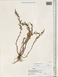 Oxybasis glauca (L.) S. Fuentes, Uotila & Borsch, Eastern Europe, Belarus (E3a) (Belarus)