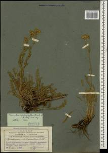 Tanacetum aureum (Lam.) Greuter, M. V. Agab. & Wagenitz, Caucasus, Azerbaijan (K6) (Azerbaijan)