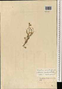 Dichodon cerastoides (L.) Rchb., Mongolia (MONG) (Mongolia)