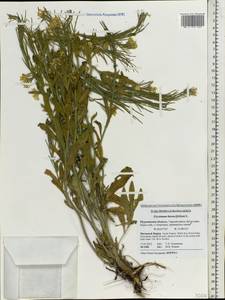 Erysimum odoratum Ehrh., Eastern Europe, Northern region (E1) (Russia)