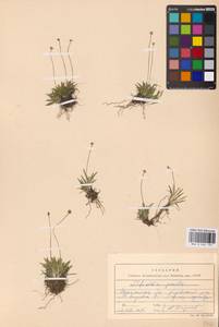 Tofieldia pusilla (Michx.) Pers., Eastern Europe, Northern region (E1) (Russia)