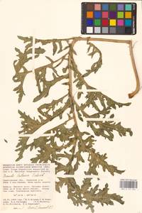 Crambe tataria Sebeók, Eastern Europe, Lower Volga region (E9) (Russia)