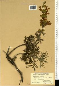 Salvia scabiosifolia Lam., Crimea (KRYM) (Russia)