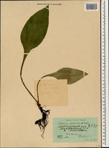 Pulmonaria mollis Wulfen ex Hornem., Caucasus, Azerbaijan (K6) (Azerbaijan)