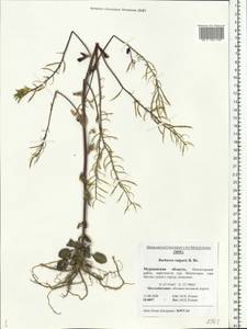 Barbarea vulgaris (L.) W.T. Aiton, Eastern Europe, Northern region (E1) (Russia)
