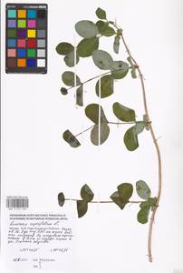Lonicera caprifolium L., Eastern Europe, Moscow region (E4a) (Russia)