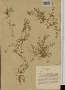 Medicago praecox DC., Western Europe (EUR) (Italy)