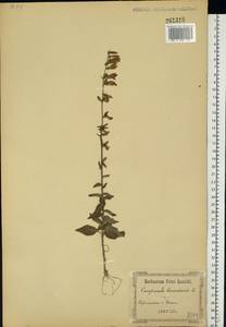 Campanula bononiensis L., Eastern Europe, South Ukrainian region (E12) (Ukraine)