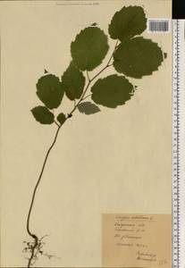 Corylus avellana L., Eastern Europe, Central region (E4) (Russia)