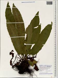 Asplenium scolopendrium subsp. scolopendrium, Caucasus, Stavropol Krai, Karachay-Cherkessia & Kabardino-Balkaria (K1b) (Russia)