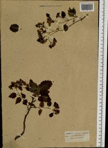 Hylotelephium populifolium (Pall.) H. Ohba, Siberia, Altai & Sayany Mountains (S2) (Russia)