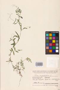 Vicia sativa subsp. nigra (L.)Ehrh., Eastern Europe, Central region (E4) (Russia)