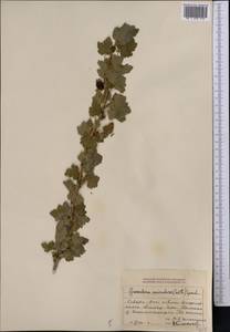 Ribes aciculare Sm., Middle Asia, Dzungarian Alatau & Tarbagatai (M5) (Kazakhstan)