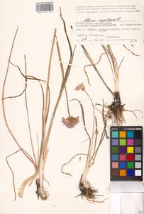 Allium angulosum L., Eastern Europe, Lower Volga region (E9) (Russia)