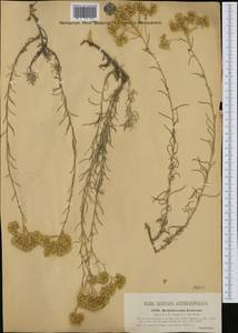 Helichrysum italicum (Roth) G. Don, Western Europe (EUR) (Slovenia)