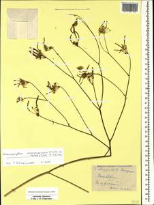 Chaerophyllum macrospermum (Willd. ex Spreng.) Fisch. & C. A. Mey., Caucasus, Armenia (K5) (Armenia)