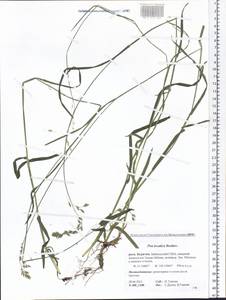 Poa irkutica Roshev., Siberia, Baikal & Transbaikal region (S4) (Russia)