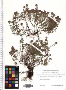 Thymus bashkiriensis Klokov & Des.-Shost., Eastern Europe, Middle Volga region (E8) (Russia)