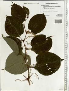 Reynoutria japonica Houtt., Eastern Europe, Central region (E4) (Russia)