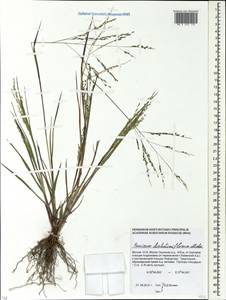 Panicum dichotomiflorum Michx., Eastern Europe, Moscow region (E4a) (Russia)