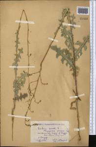 Lactuca serriola L., Middle Asia, Caspian Ustyurt & Northern Aralia (M8) (Kazakhstan)