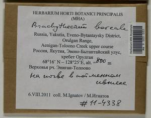 Brachythecium boreale Ignatov, Bryophytes, Bryophytes - Yakutia (B19) (Russia)