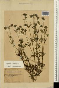 Asperula arvensis L., Crimea (KRYM) (Russia)