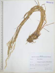 Calamagrostis lapponica (Wahlenb.) Hartm., Siberia, Russian Far East (S6) (Russia)