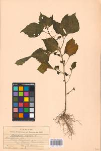 MHA 0 158 759, Solanum nigrum L., Eastern Europe, Central forest-and-steppe region (E6) (Russia)