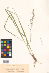 Molinia caerulea (L.) Moench, Eastern Europe, Moscow region (E4a) (Russia)