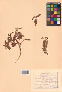 Koenigia ajanensis (Regel & Tiling) J.H.Xue, Chepinoga & K.P.Ma, Siberia, Russian Far East (S6) (Russia)