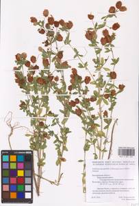 Trifolium aureum Pollich, Eastern Europe, Central forest-and-steppe region (E6) (Russia)