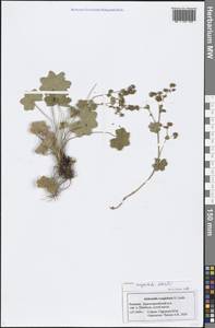 Alchemilla conglobata H. Lindb., Eastern Europe, Middle Volga region (E8) (Russia)