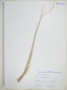 Poa versicolor Besser, Siberia, Russian Far East (S6) (Russia)
