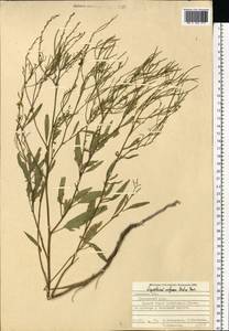 Sisymbrium volgense M.Bieb. ex E.Fourn., Eastern Europe, Central forest-and-steppe region (E6) (Russia)
